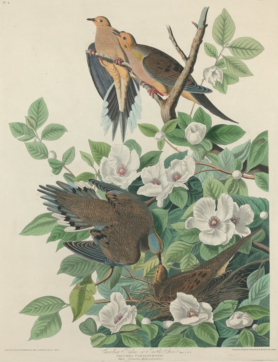 Carolina Güvercin veya Kaplumbağa Güvercini, 1827. by Robert Havell