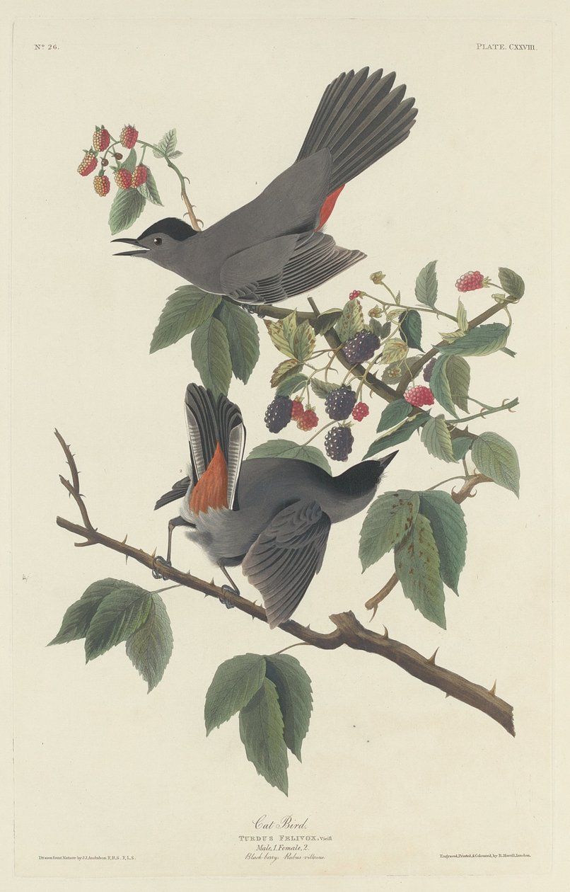 Kedi Kuş, 1832. by Robert Havell