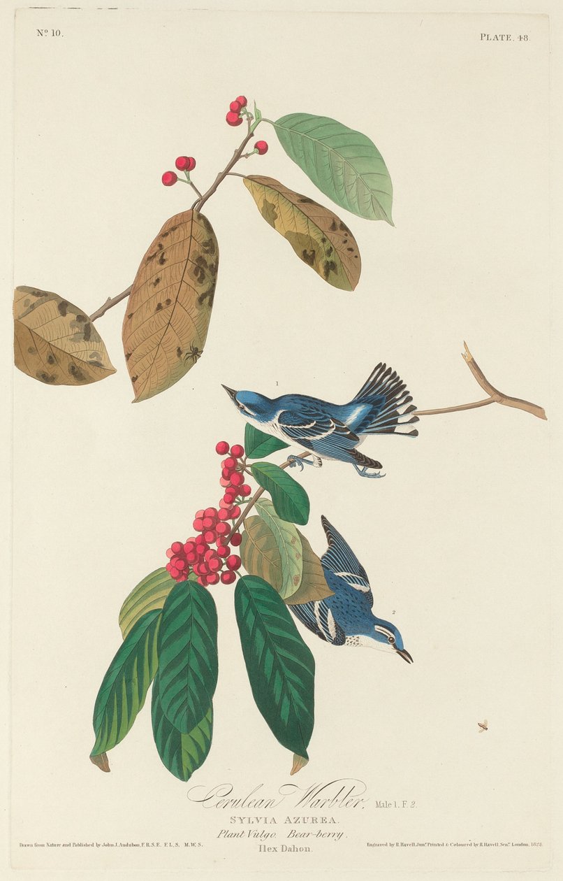 Cerulean Ötleğen, 1828. by Robert Havell