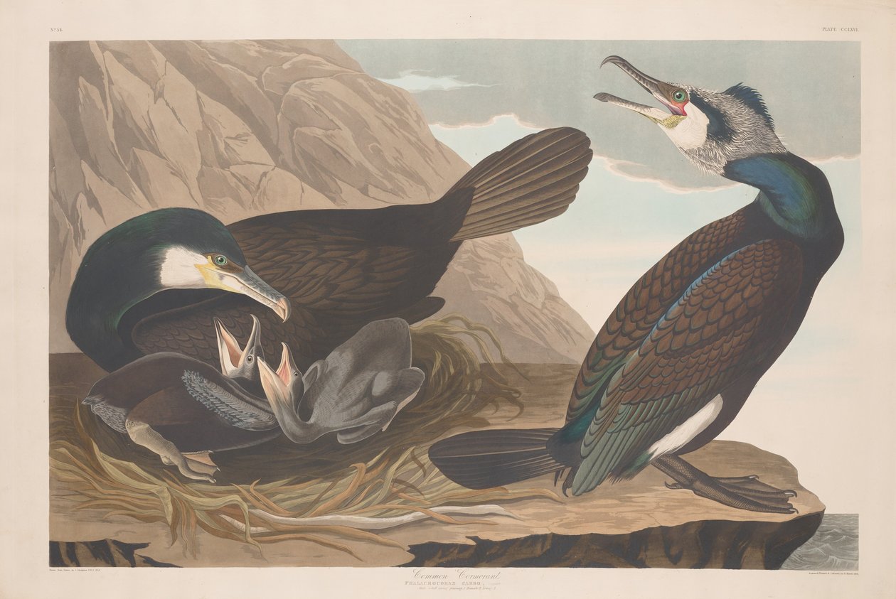 Ortak Karabatak, 1835. by Robert Havell