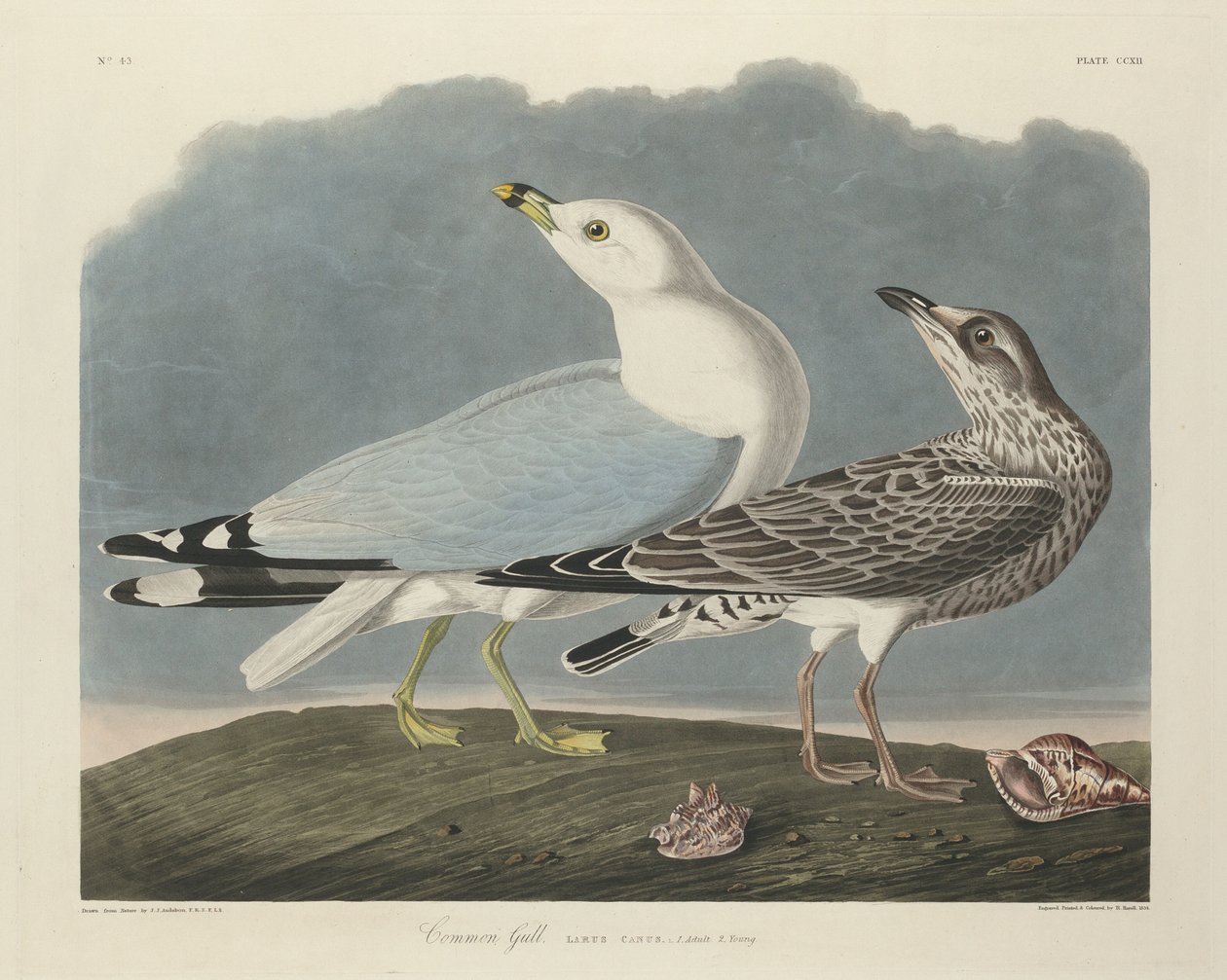 Ortak Martı, 1834. by Robert Havell