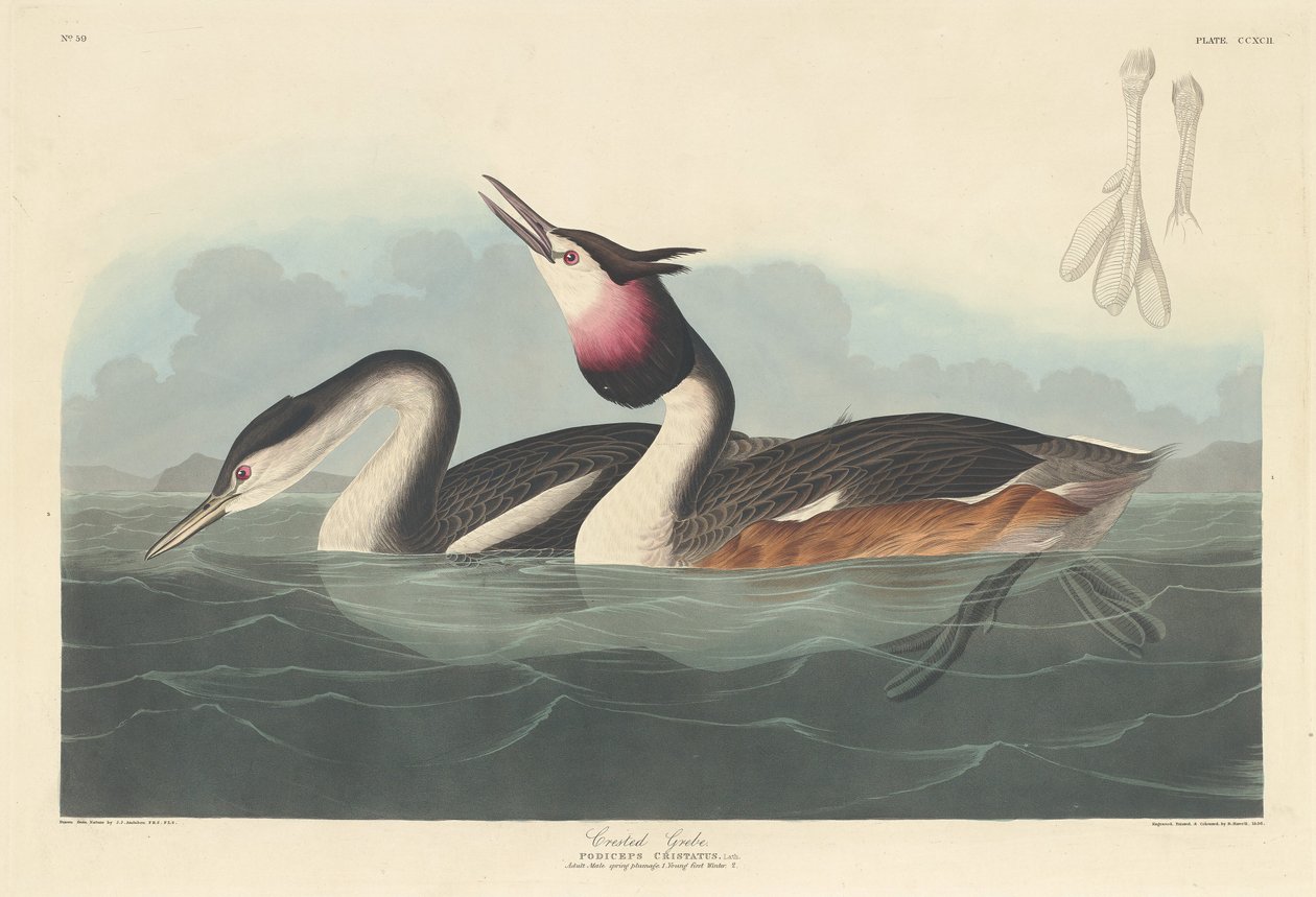Tepeli Bataklık, 1836. by Robert Havell