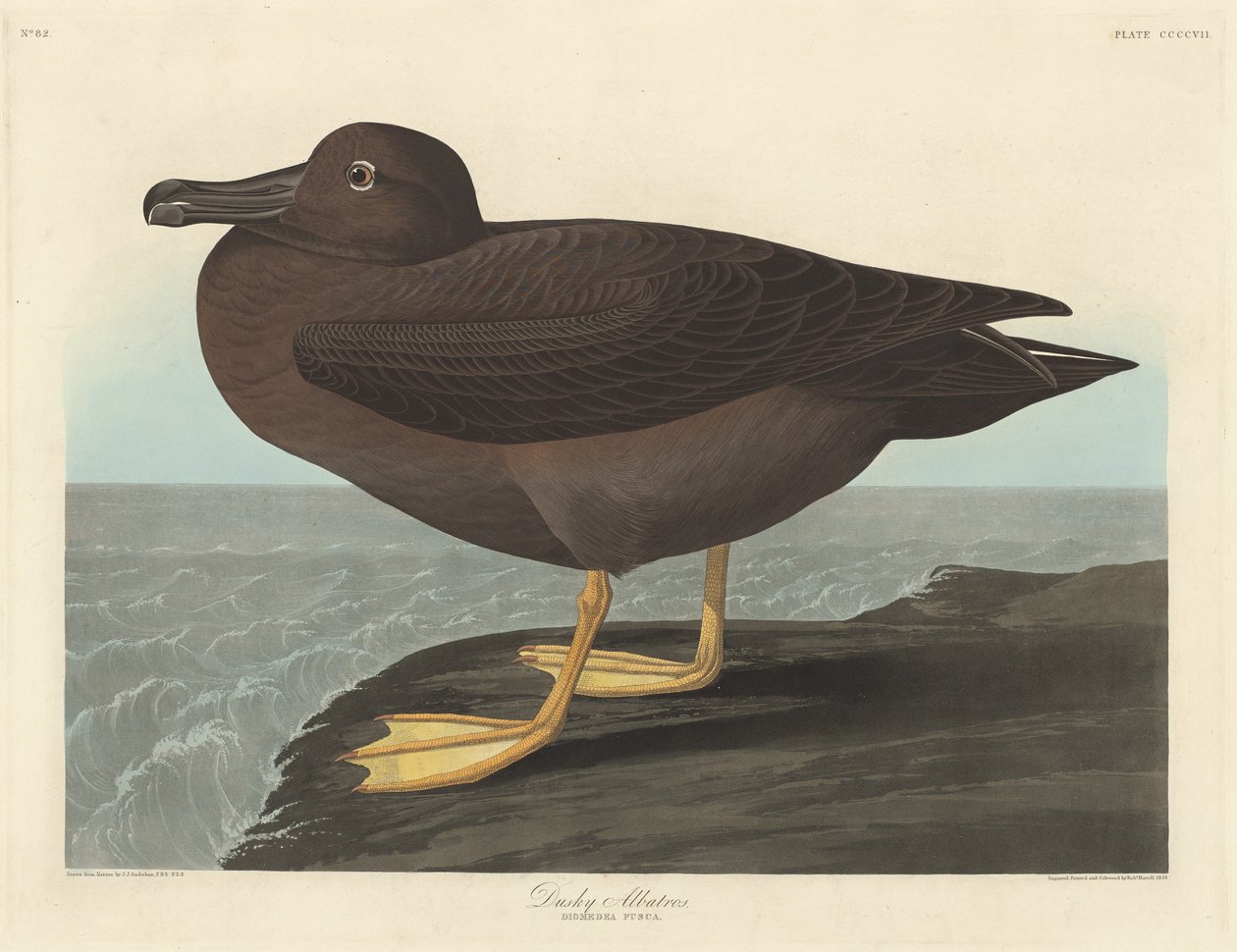 Karanlık Albatros, 1838. by Robert Havell