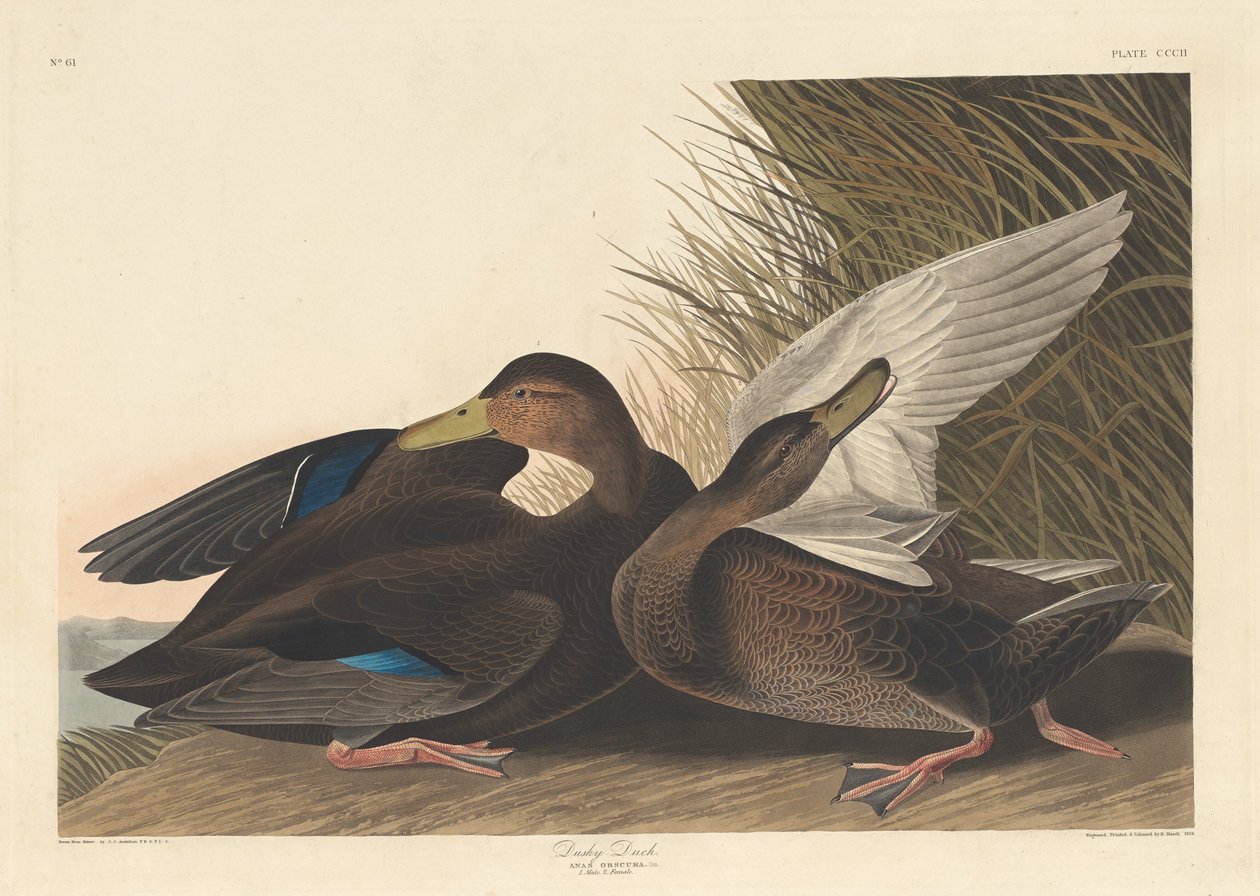 Gölgeli Ördek, 1836. by Robert Havell