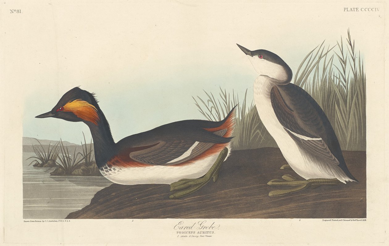 Kulaklı Batağan, 1838. by Robert Havell