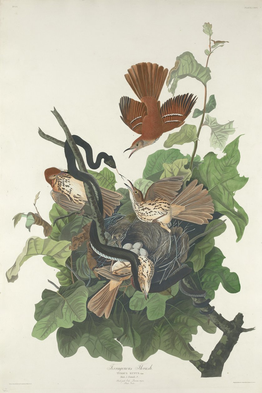 Ferruginous Pamukçuk, 1831. by Robert Havell