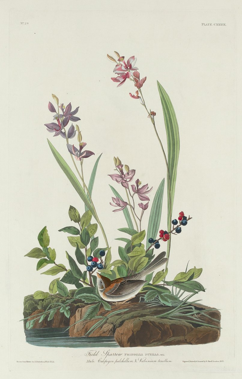 Tarla Serçesi, 1832. by Robert Havell
