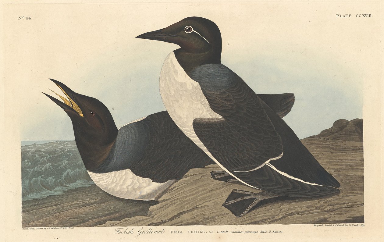 Aptal Guillemot, 1834. by Robert Havell