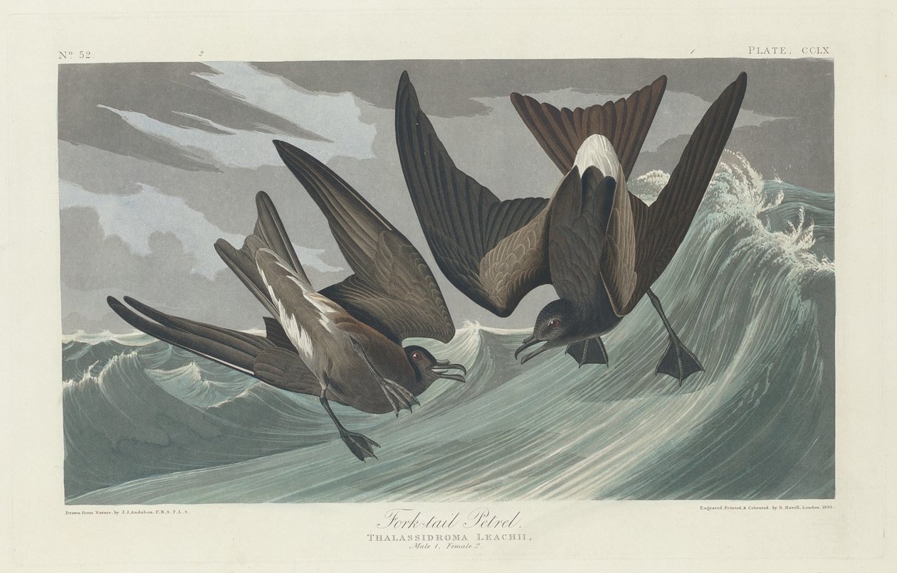 Çatal kuyruklu Petrel, 1835. by Robert Havell