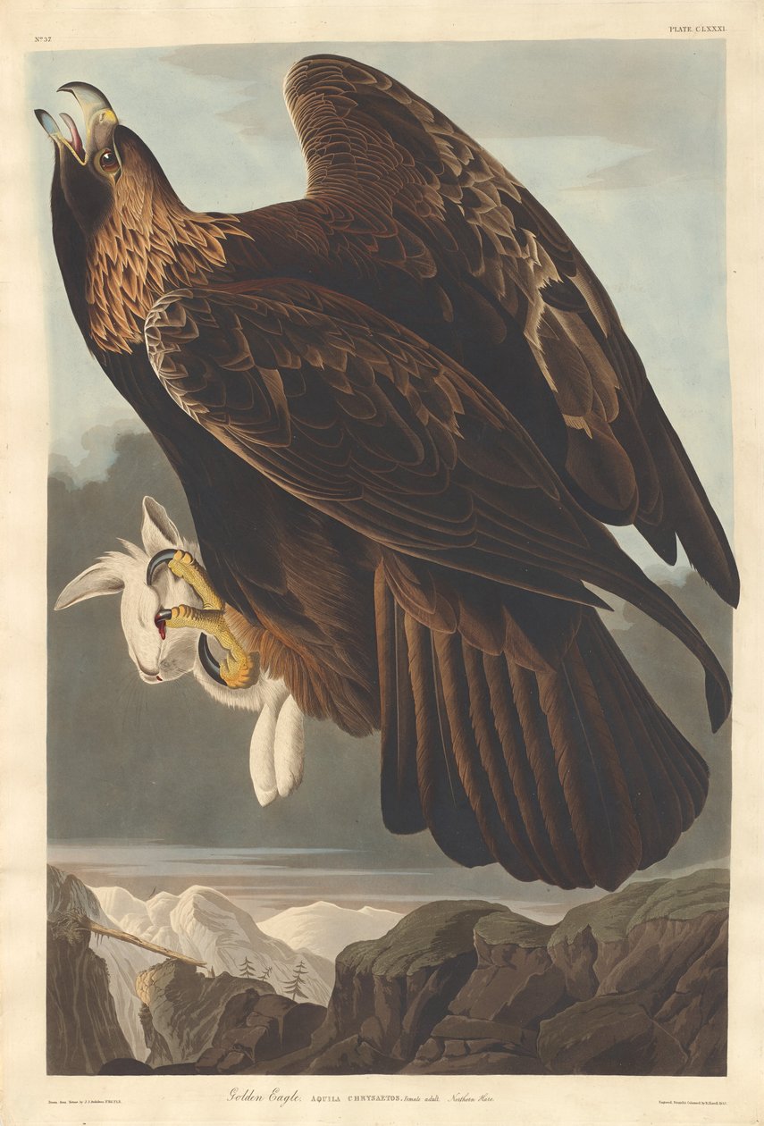 Altın Kartal, 1833. by Robert Havell