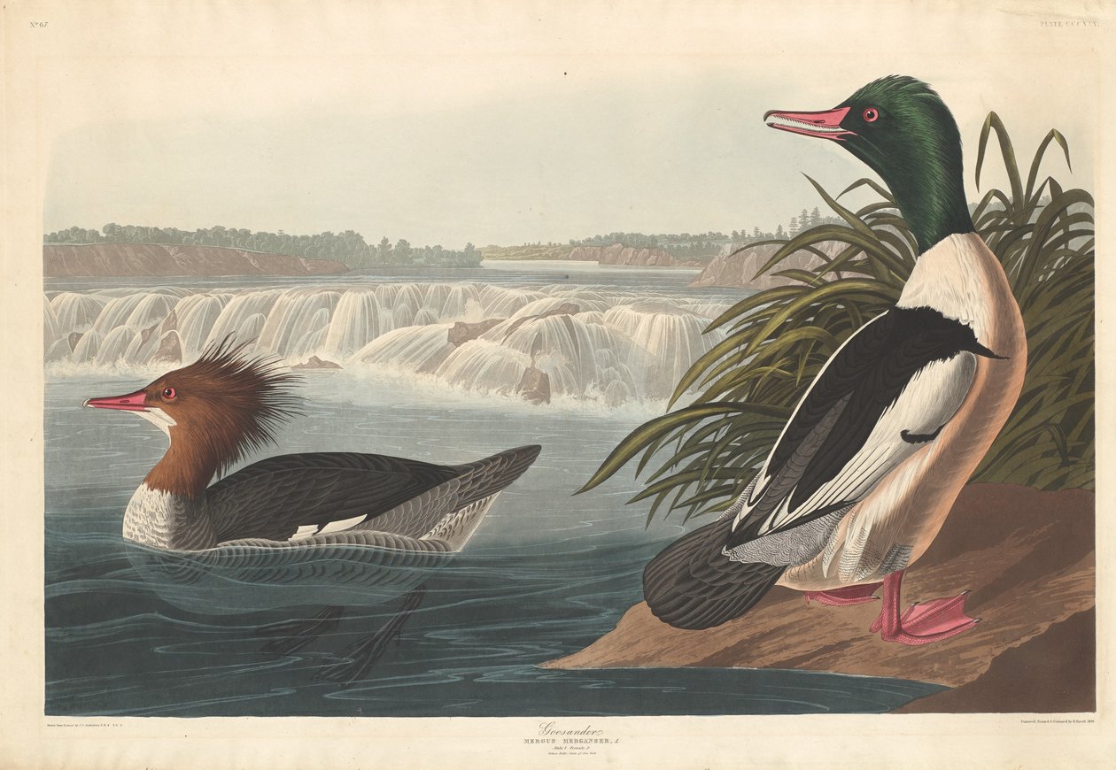 Bektaşi üzümü, 1836. by Robert Havell