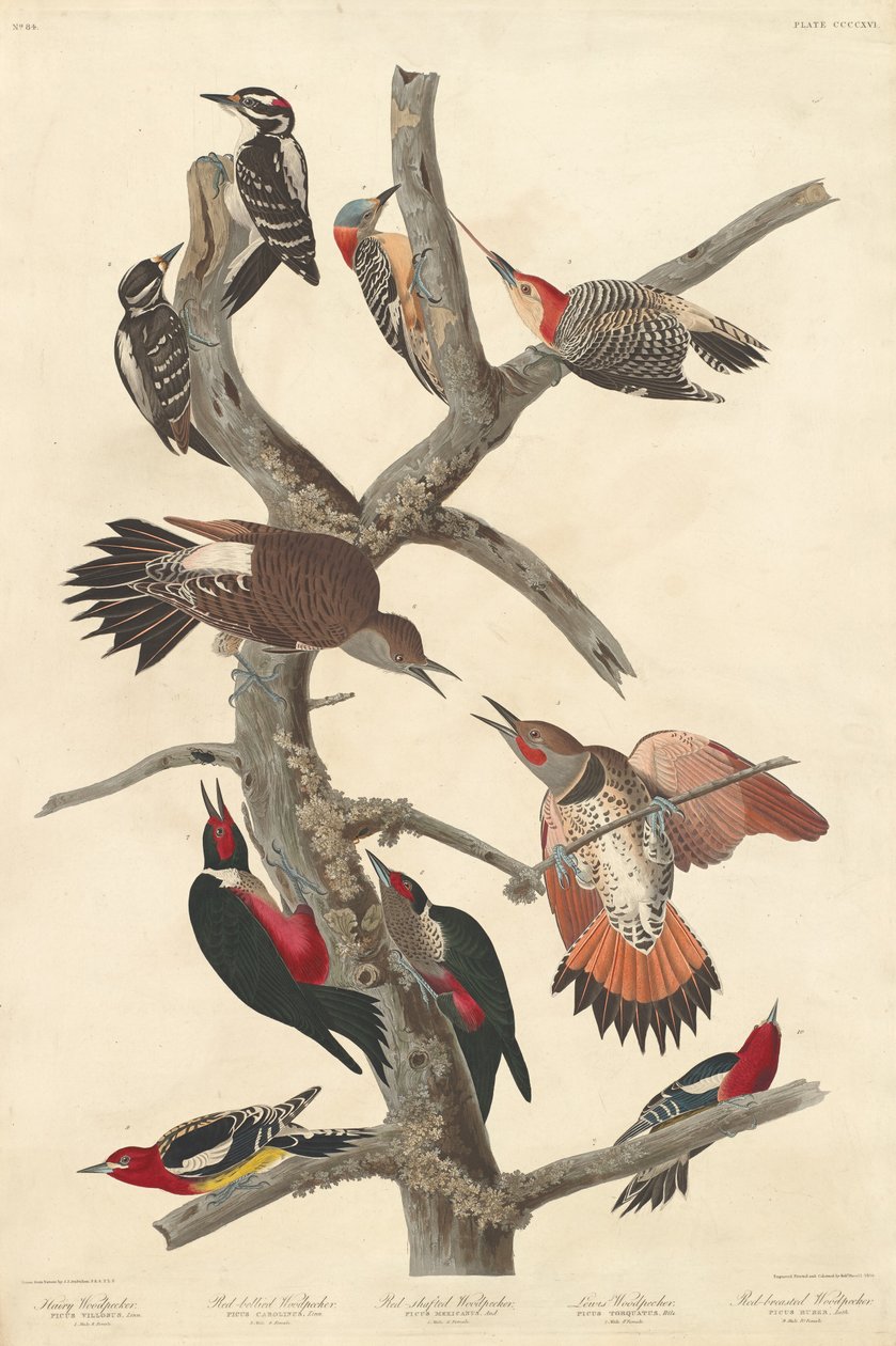 Tüylü Ağaçkakan, 1838. by Robert Havell
