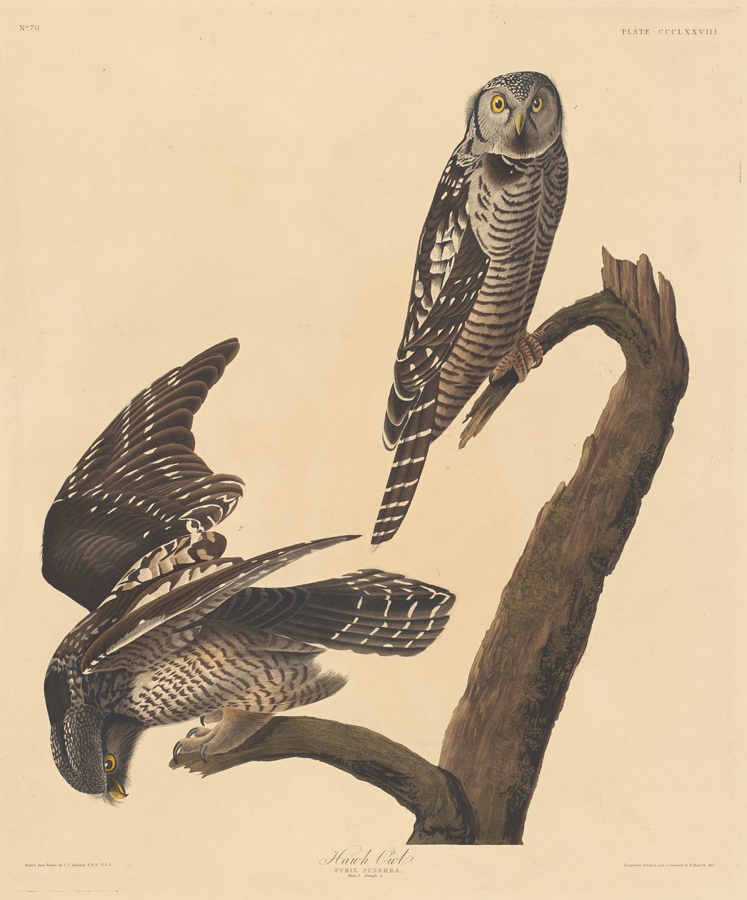 Şahin Baykuş, 1837. by Robert Havell