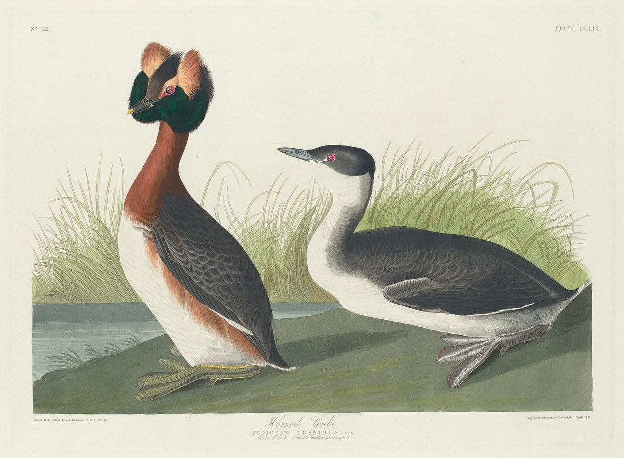 Boynuzlu Batağan, 1835. by Robert Havell