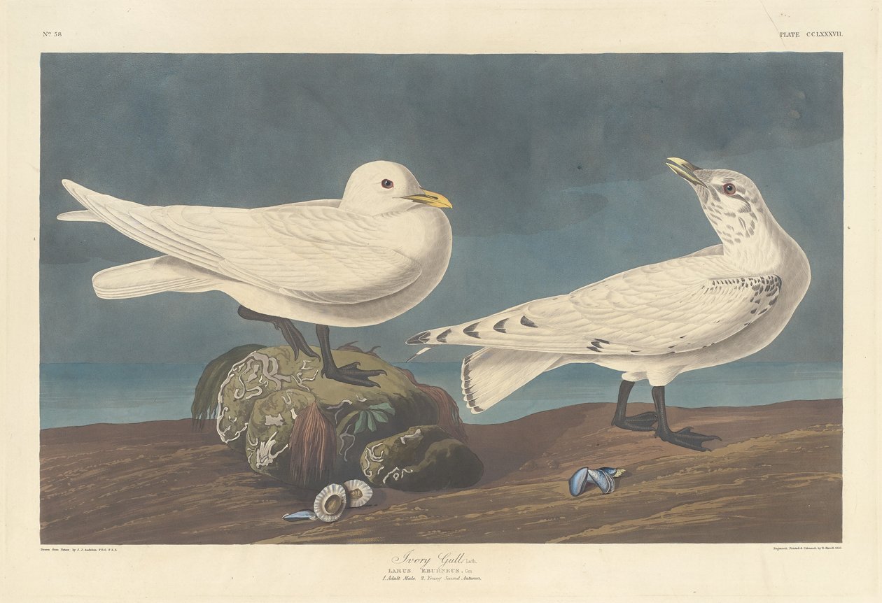 Fildişi Martı, 1836. by Robert Havell