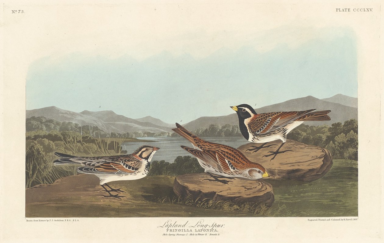 Laponya Longspur, 1837. by Robert Havell