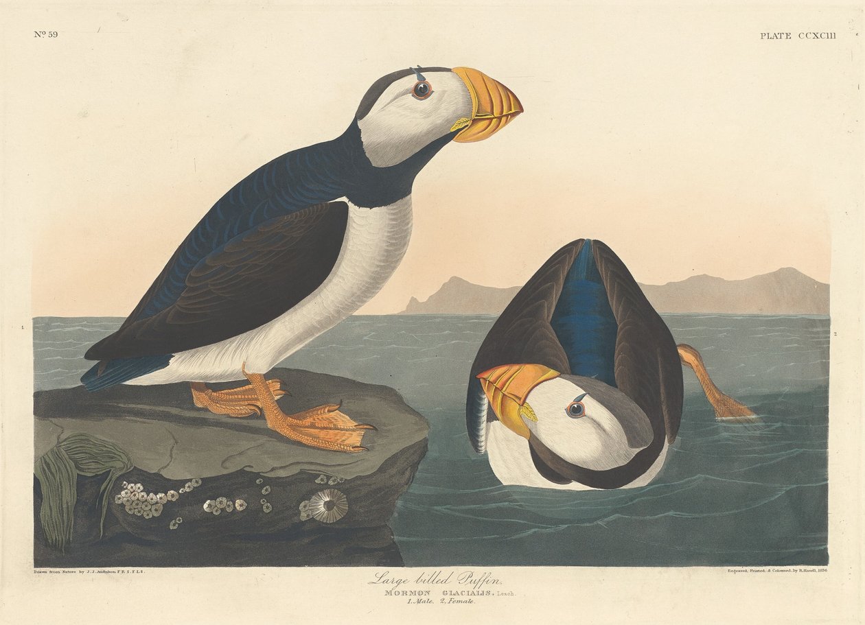 Büyük gagalı Puffin, 1836. by Robert Havell