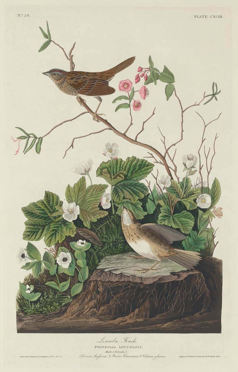 Lincoln Finch, 1834. by Robert Havell