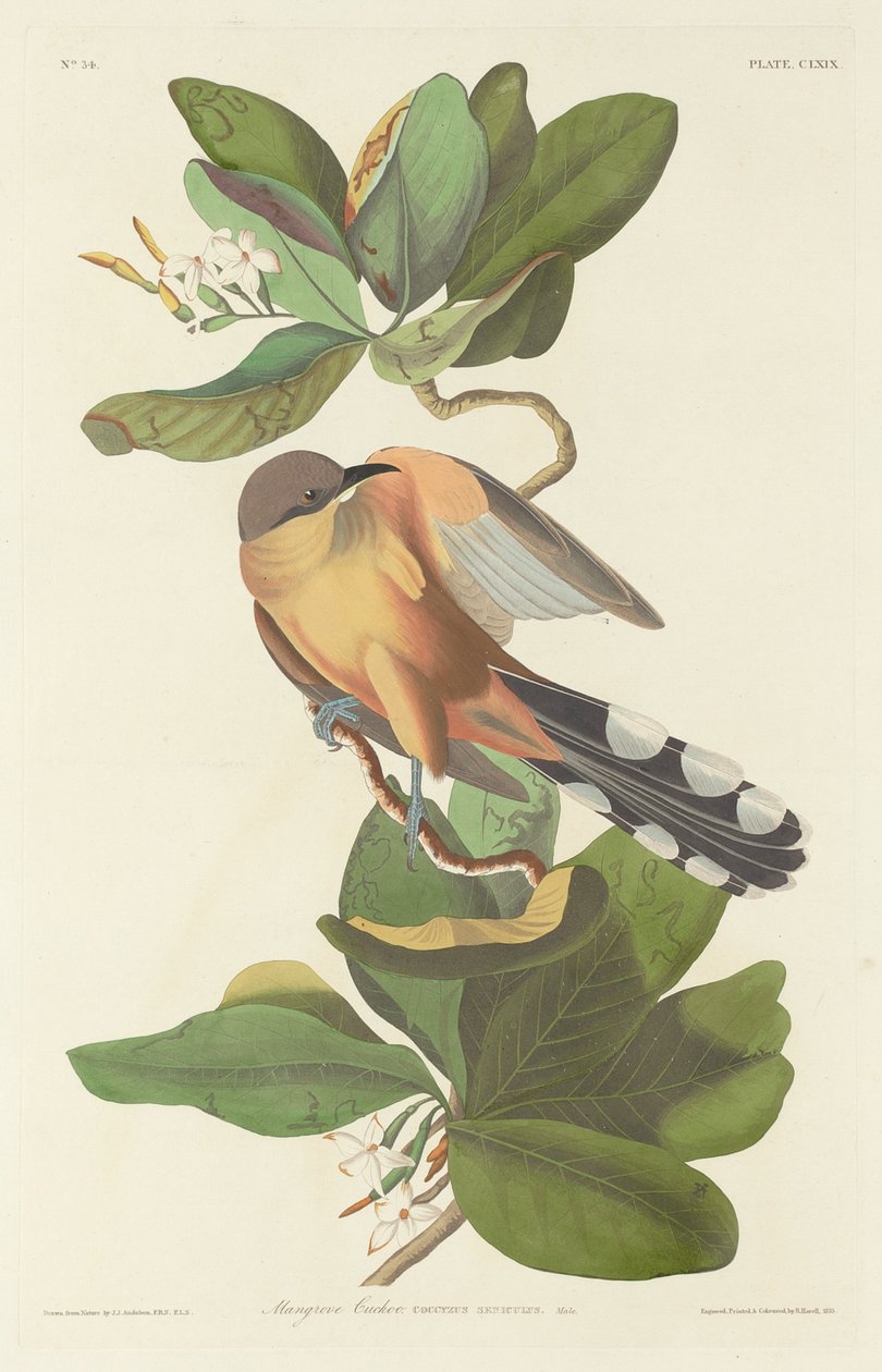 Mangrov Guguk Kuşu, 1833. by Robert Havell