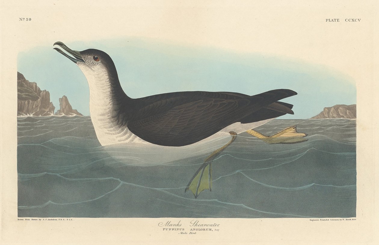 Manks Shearwater, 1836. by Robert Havell