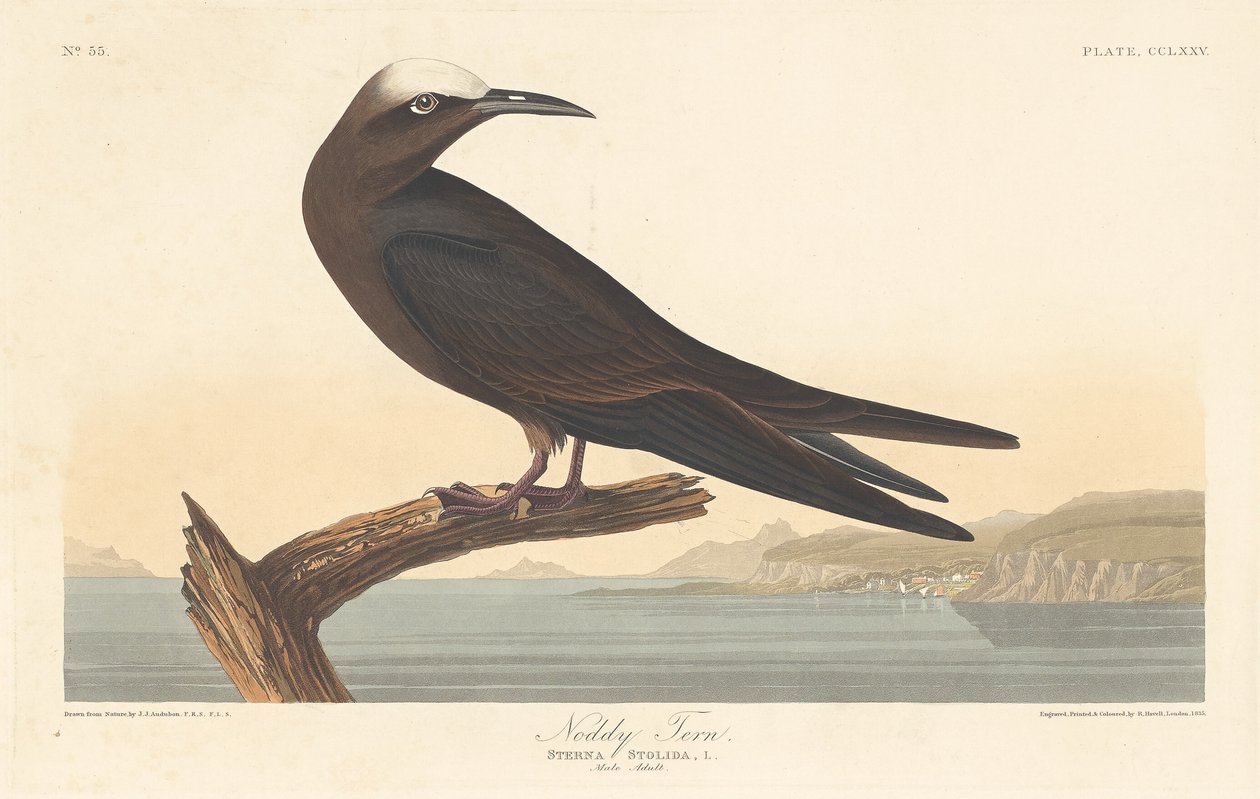 Noddy Tern, 1835. by Robert Havell