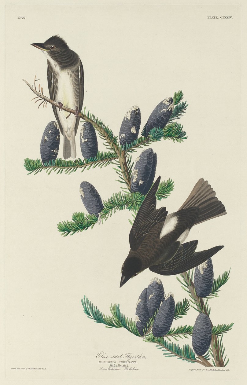Zeytin yüzlü Sinekkapan, 1833. by Robert Havell