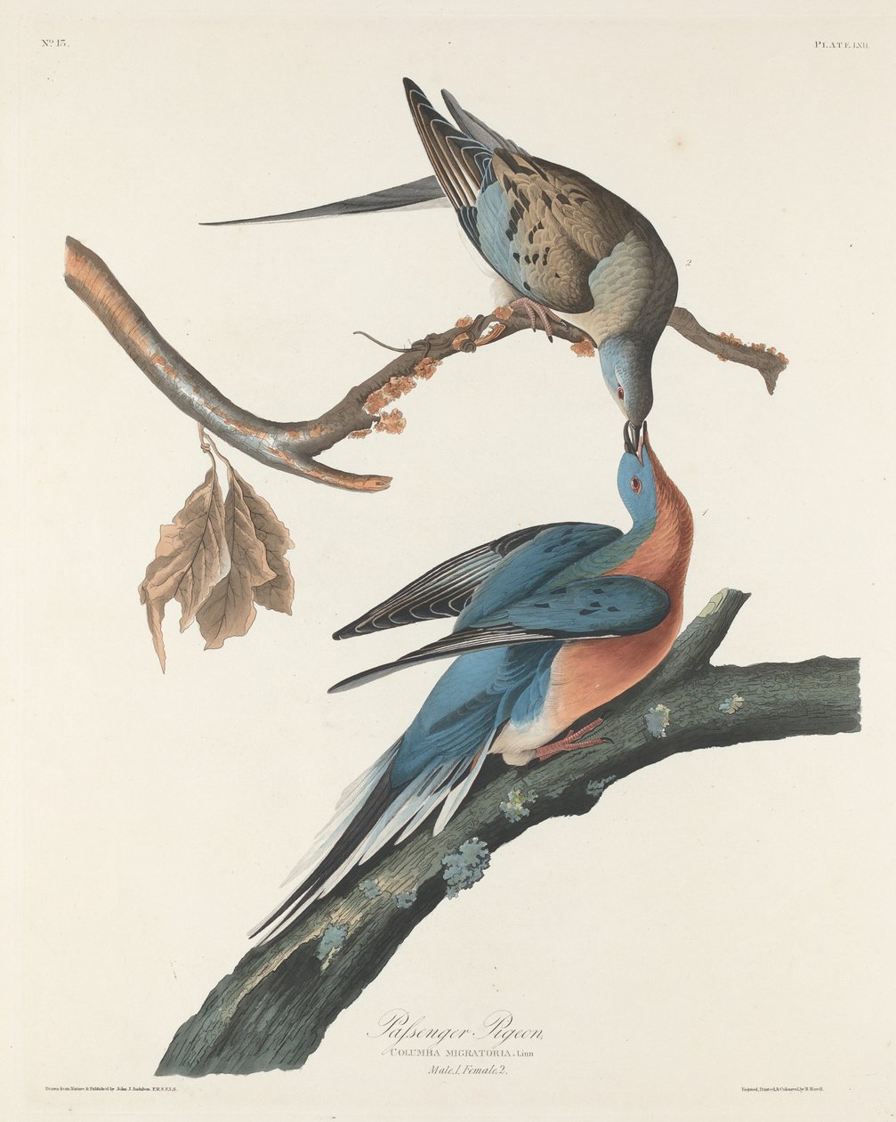 Yolcu Güvercini, 1829. by Robert Havell