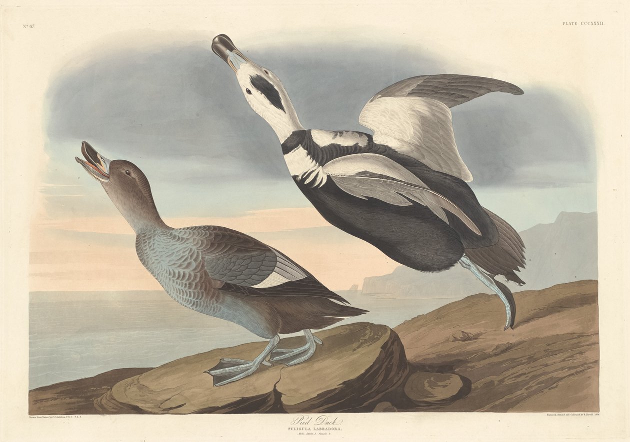 Alaca Ördek, 1836. by Robert Havell