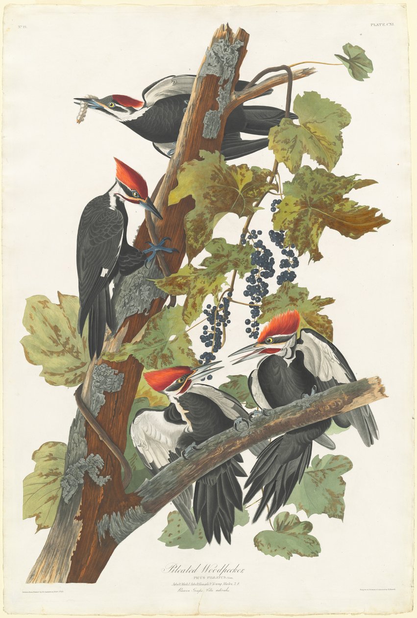 Pileli Ağaçkakan, 1831. by Robert Havell