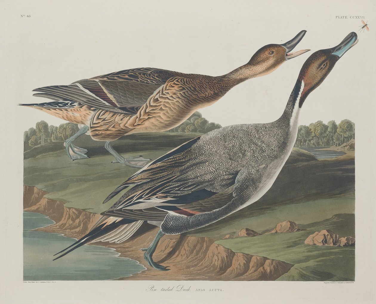 İğne Kuyruklu Ördek, 1834. by Robert Havell