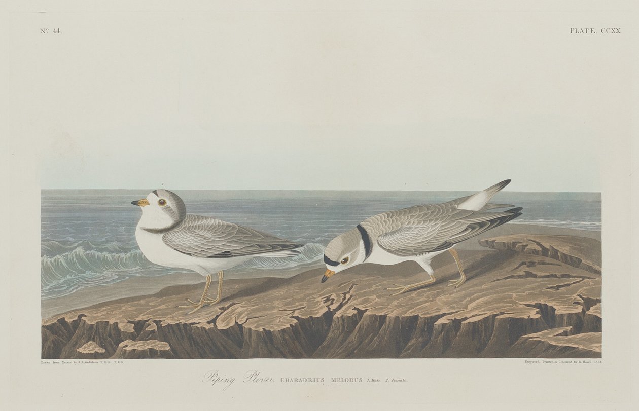 Plover, 1834. by Robert Havell