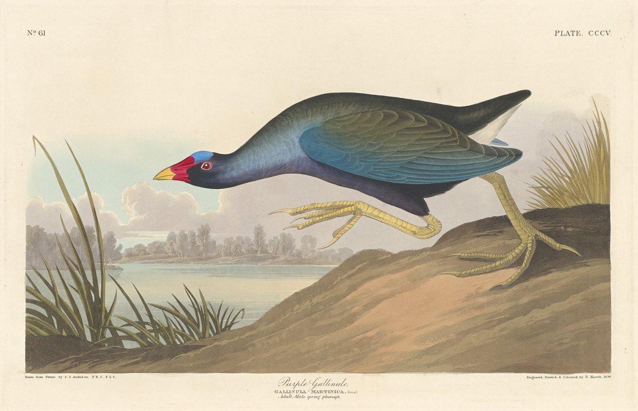 Mor Gallinül, 1836. by Robert Havell