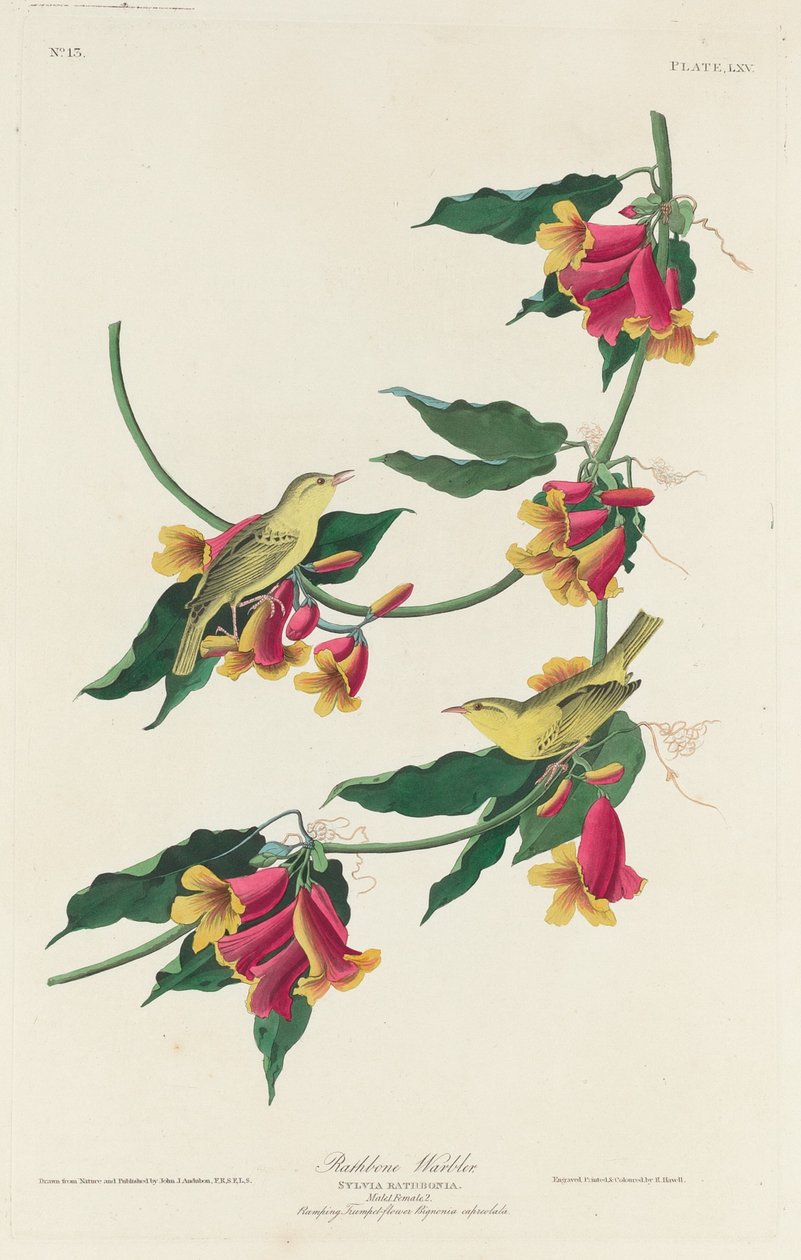 Rathbone Warbler, 1829. by Robert Havell