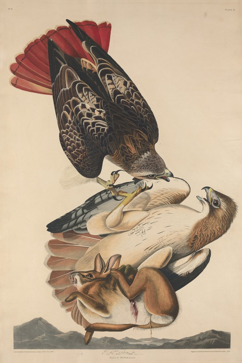 Kızıl Kuyruklu Şahin, 1829. by Robert Havell