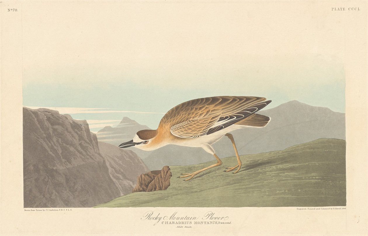 Rocky Mountain Plover, 1836. by Robert Havell