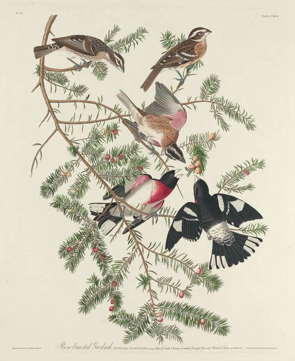 Gül göğüslü Grosbeak, 1832. by Robert Havell