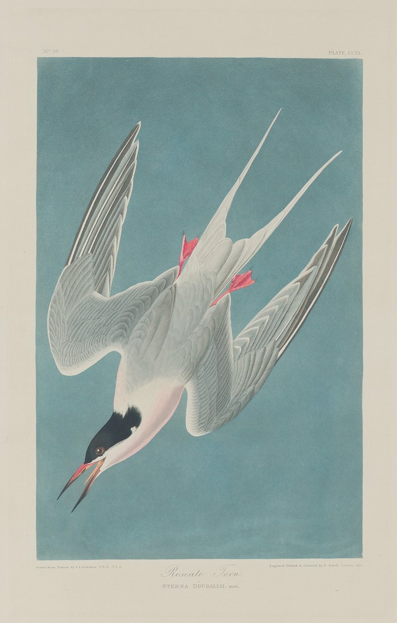 Roseate Sumru, 1835. by Robert Havell