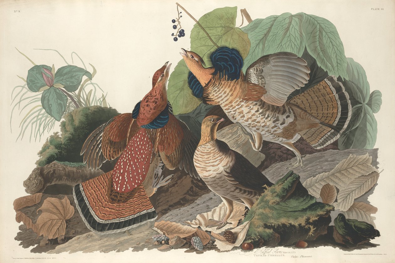 Ruffed Orman Tavuğu, 1828. by Robert Havell