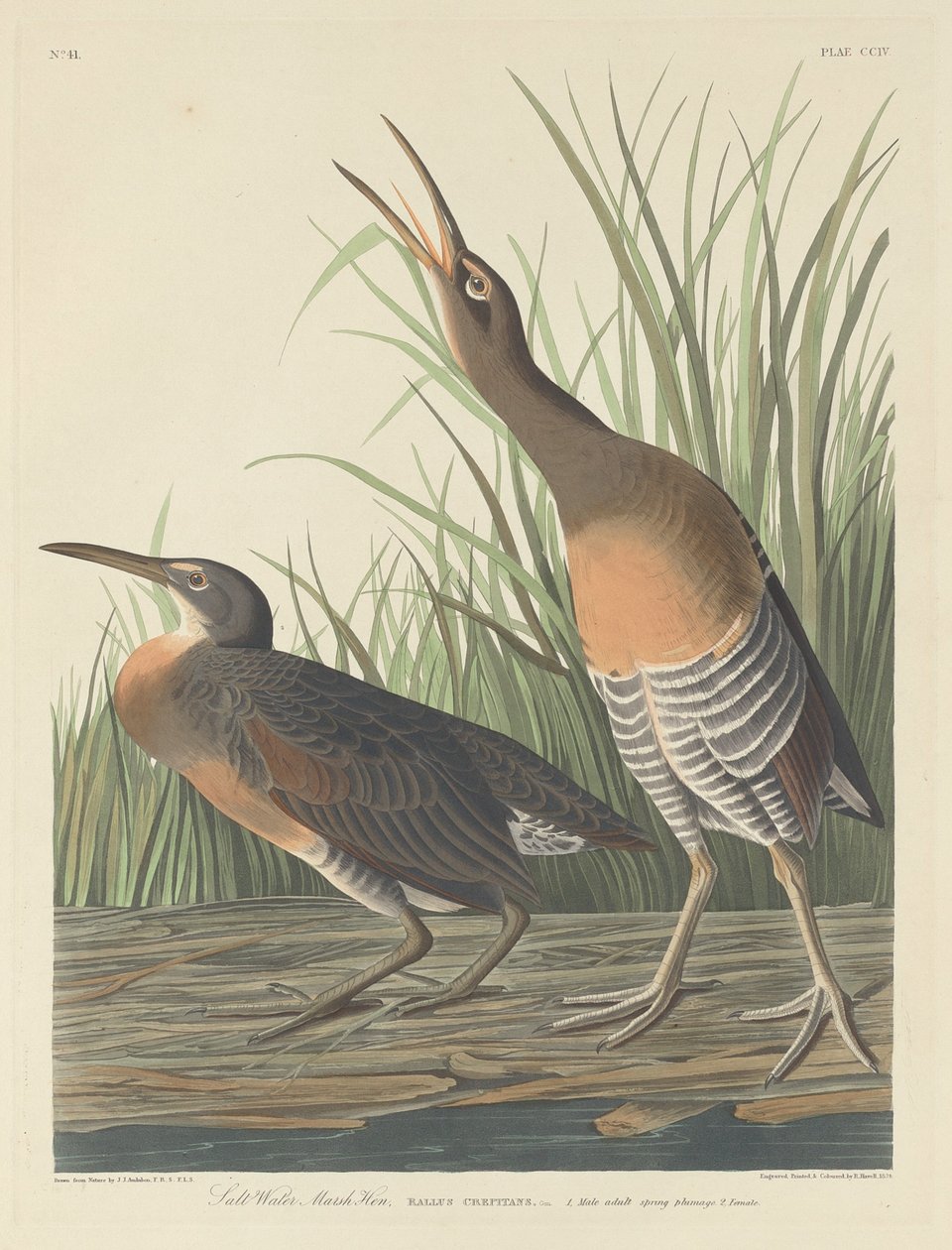 Tuzlu Su Bataklığı Tavuğu, 1834. by Robert Havell