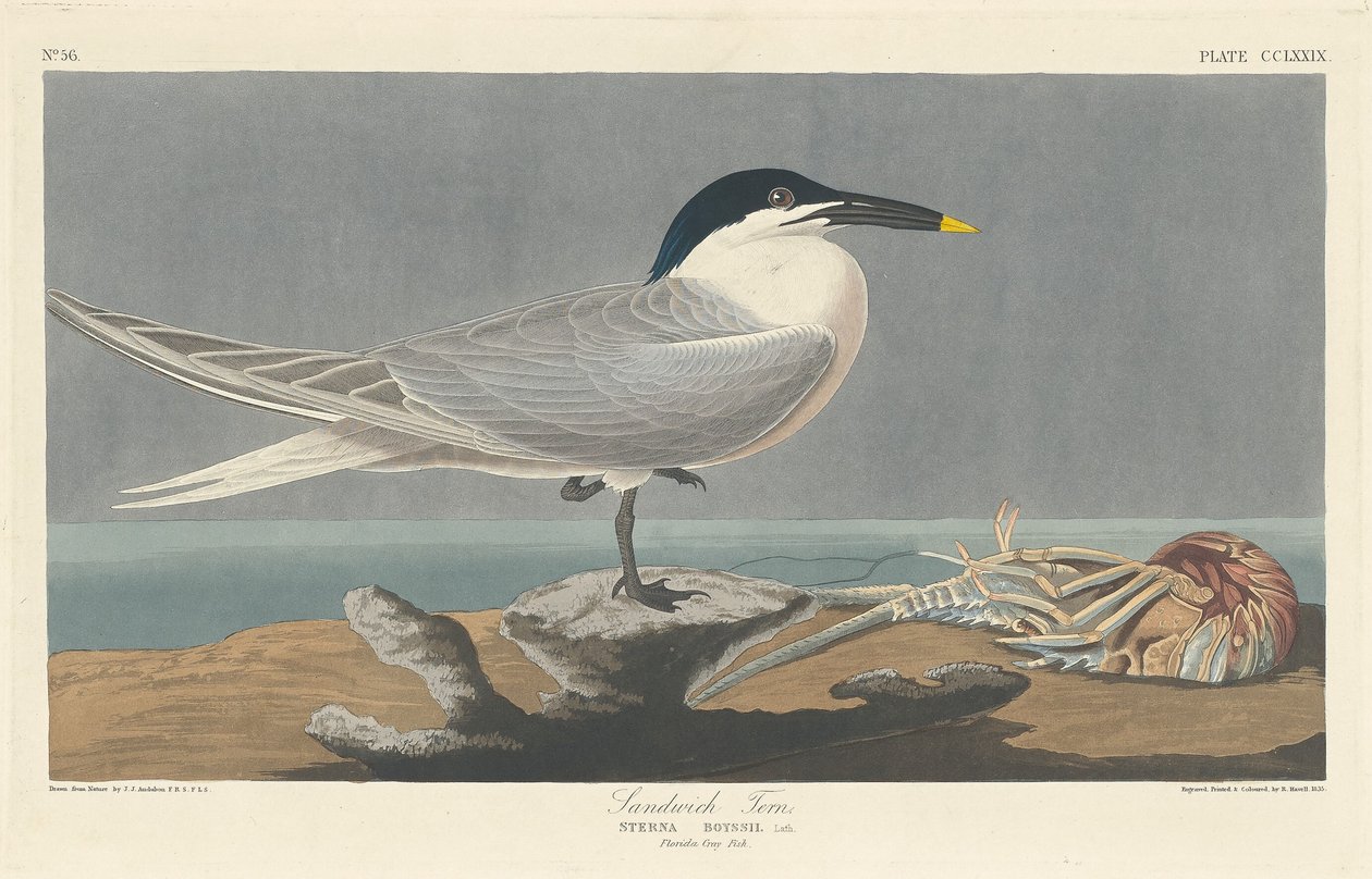 Sandviç Sumru, 1835. by Robert Havell