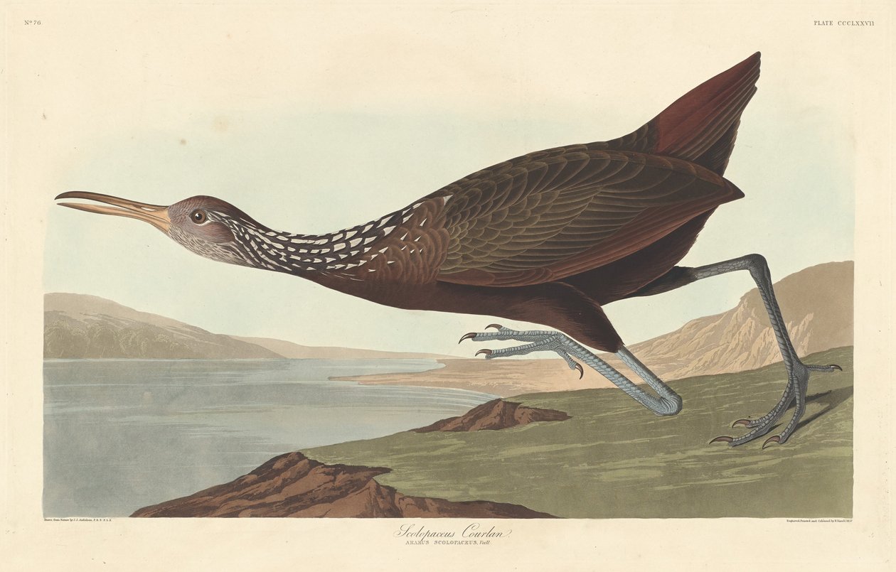 Scolopaceus Courlan, 1837. by Robert Havell