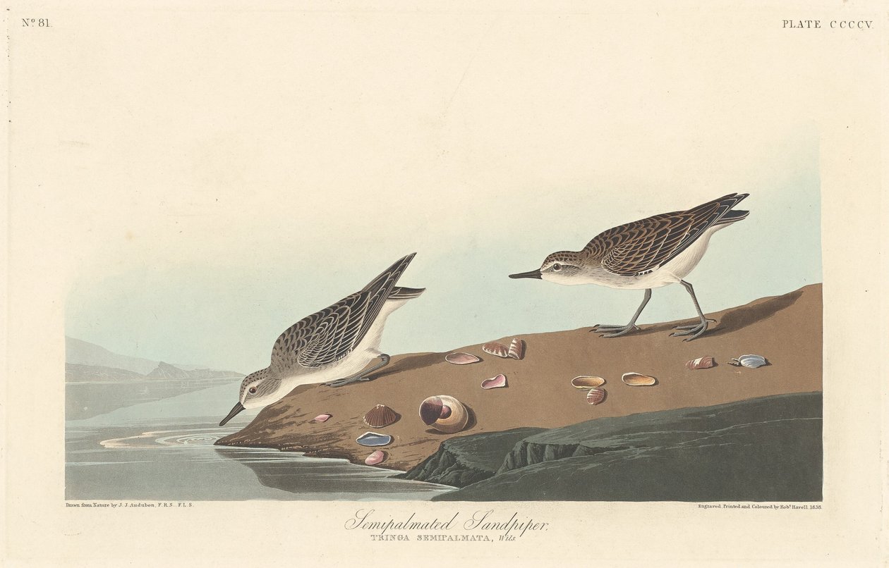 Yarı palmiyeli Sandpiper, 1838. by Robert Havell