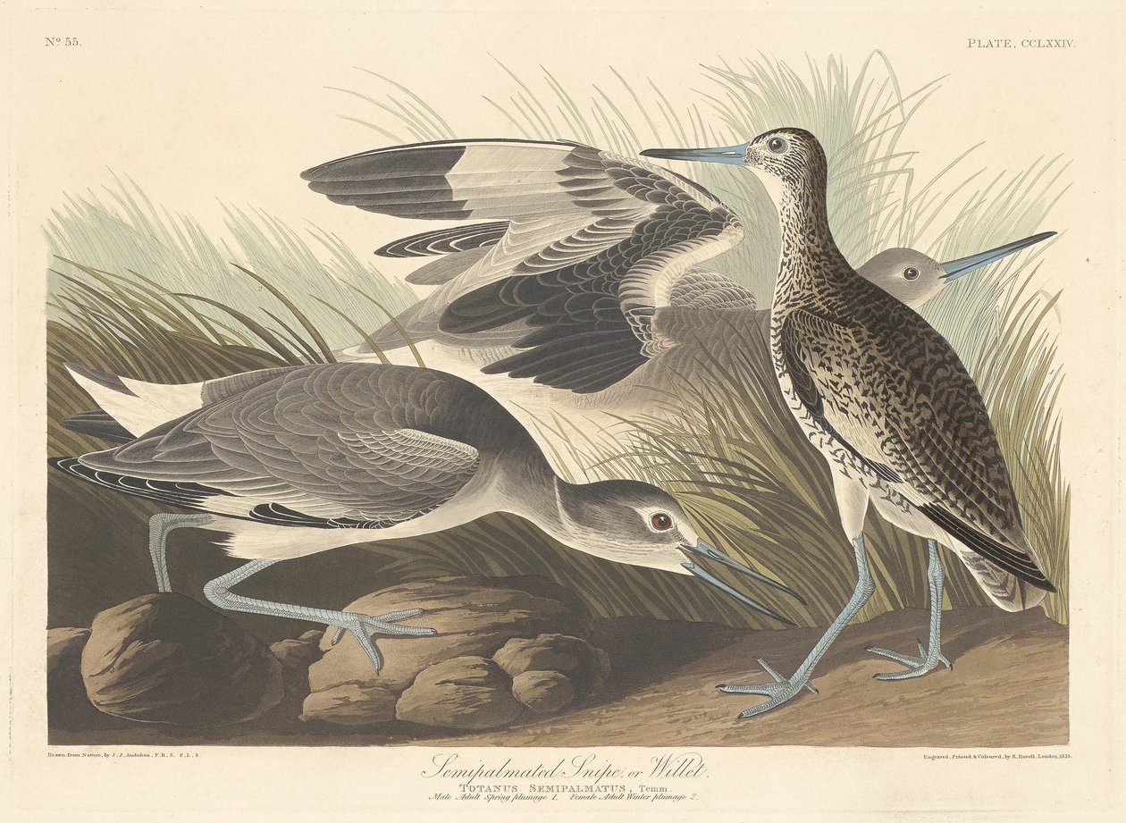 Yarı palmiyeli Snipe veya Willet, 1835. by Robert Havell