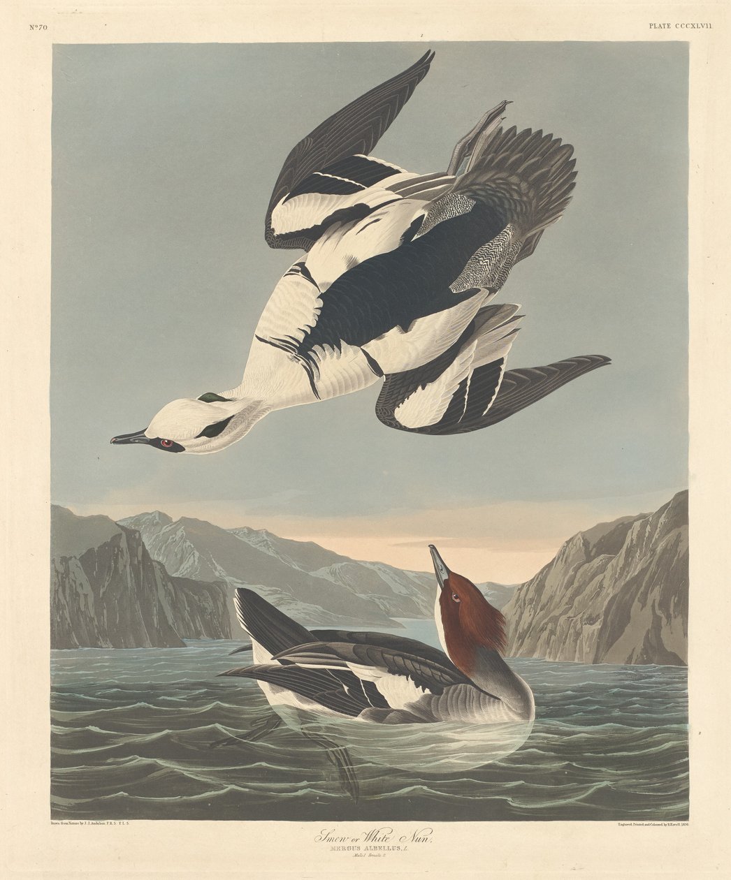 Smew veya White Nun, 1836. by Robert Havell