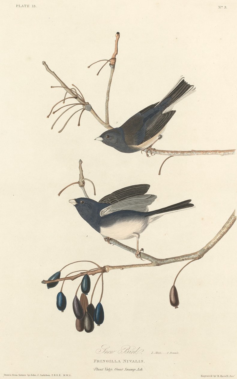 Kar Kuşu, 1827. by Robert Havell