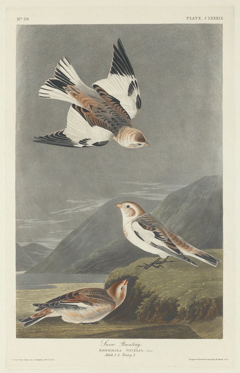 Kar Bunting, 1834. by Robert Havell