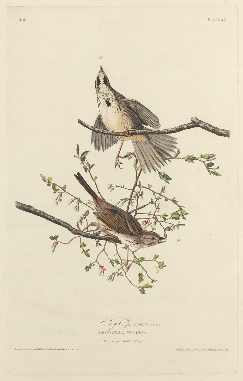 Şarkı Serçesi, 1827. by Robert Havell