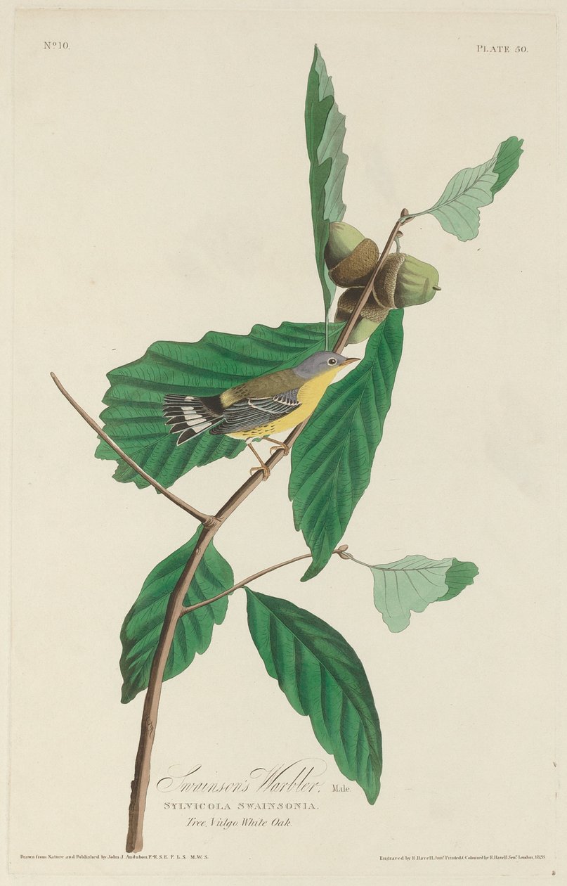 Swainson