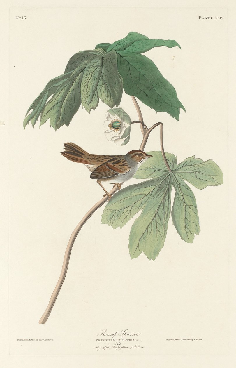 Bataklık Serçesi, 1829. by Robert Havell