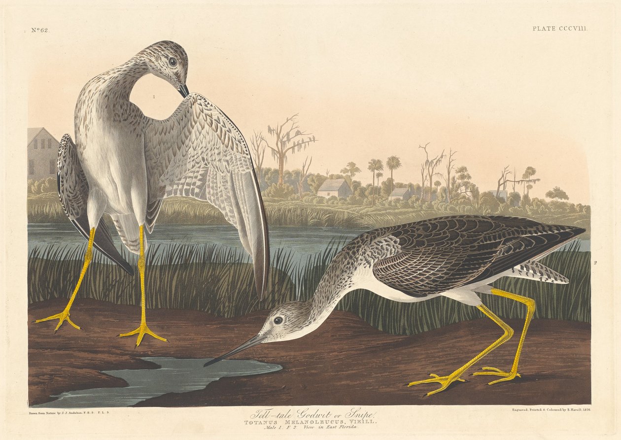 Masal Godwit, 1836. by Robert Havell